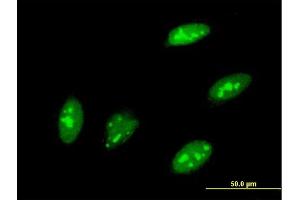 Immunofluorescence of monoclonal antibody to TEAD3 on HeLa cell. (TEAD3 anticorps  (AA 215-302))