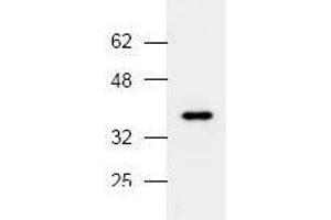 Image no. 1 for anti-Mitogen-Activated Protein Kinase 14 (MAPK14) (N-Term) antibody (ABIN127010) (MAPK14 anticorps  (N-Term))