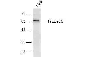 K562 cell lysates probed with Rabbit Anti-Frizzled 5/8 Polyclonal Antibody, Unconjugated  at 1:500 for 90 min at 37˚C. (Frizzled5/8 anticorps  (AA 51-150))
