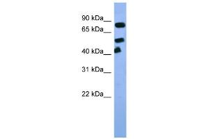 WB Suggested Anti-Arnt Antibody Titration:  0.