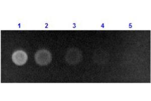 Dot Blot results of Rabbit Anti-Human Serum Albumin Antibody Fluorescein Conjugate.