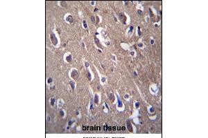 PON2 Antibody (N-term) (ABIN656876 and ABIN2846077) immunohistochemistry analysis in formalin fixed and paraffin embedded human brain tissue followed by peroxidase conjugation of the secondary antibody and DAB staining. (PON2 anticorps  (N-Term))