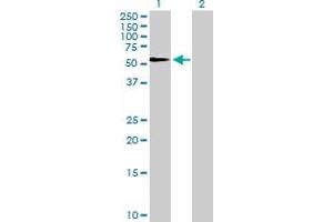 Western Blot analysis of SERPINF1 expression in transfected 293T cell line by SERPINF1 MaxPab polyclonal antibody.