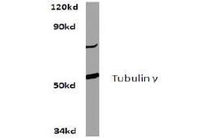 Image no. 2 for anti-Tubulin, gamma 1 (TUBG1) antibody (ABIN271969) (TUBG1 anticorps)