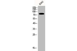 Western Blot analysis of K562 cells using CNG-2 Polyclonal Antibody (CNGA2 anticorps  (Internal Region))