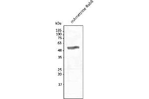 Western Blotting (WB) image for anti-mAmetrine Fluorescent Protein antibody (ABIN7273095) (mAmetrine Fluorescent Protein anticorps)