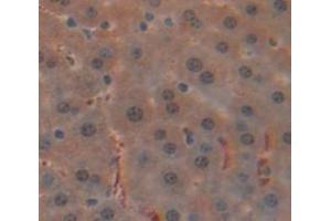 IHC-P analysis of Mouse Tissue, with DAB staining. (Glucocorticoid Receptor anticorps  (AA 622-755))