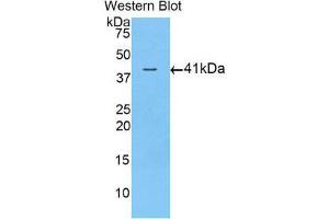 Western Blotting (WB) image for anti-Activin A Receptor, Type IIA (ACVR2A) (AA 20-135) antibody (ABIN1857882)
