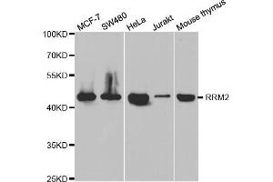 Western blot analysis of extracts of various cell lines, using RRM2 antibody (ABIN5973030) at 1/1000 dilution.