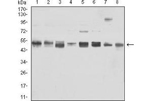 Western blot analysis using VIM mouse mAb against Jurkat (1), K562 (2), SK-N-SH (3), SH-SY5Y (4), Hela (5), NIH/3T3 (6), C6 (7), and RAW264.