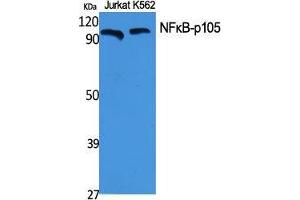 Western Blot (WB) analysis of specific cells using NFkappaB-p105 Polyclonal Antibody. (NFKB1 anticorps  (Thr145))
