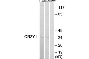 Western blot analysis of extracts from HT-29 cells and RAW264. (OR2Y1 anticorps  (Internal Region))