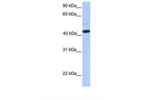 Image no. 1 for anti-Ectodysplasin A Receptor (EDAR) (AA 290-339) antibody (ABIN6738597) (EDAR anticorps  (AA 290-339))