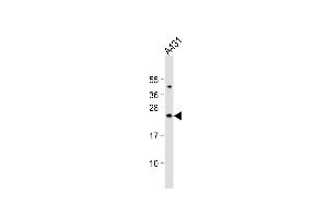 Western blot analysis of anti-Bad Antibody (Center) (ABIN388109 and ABIN2846236) in HL60 cell line lysates (35 μg/lane). (BAD anticorps  (AA 53-81))