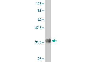 Western Blot detection against Immunogen (36.