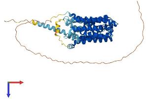 AlphaFold protein structure predicition of Human Recombinant FLVCR2 Protein, UniprotID Q9UPI3