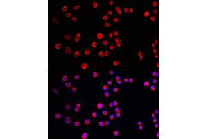 Immunofluorescence analysis of Neuro-2a cells using PTPN5 Rabbit pAb (ABIN7269705) at dilution of 1:150 (40x lens). (PTPN5 anticorps  (AA 360-490))
