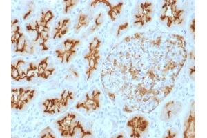 Formalin-fixed, paraffin-embedded human kidney stained with CD10 Mouse Monoclonal Antibody (MME/1893). (MME anticorps  (AA 297-483))