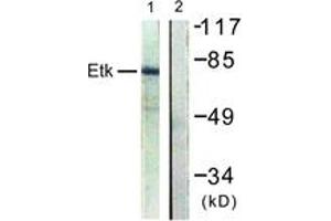 Western blot analysis of extracts from HepG2 cells, using ETK (Ab-40) Antibody. (BMX anticorps  (AA 6-55))