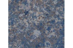 IHC-P analysis of spleen tissue, with DAB staining. (TLR1 anticorps  (AA 25-134))