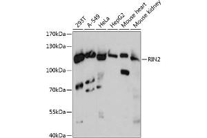 Western blot analysis of extracts of various cell lines, using RIN2 antibody (ABIN6128672, ABIN6146954, ABIN6146955 and ABIN6217921) at 1:3000 dilution. (RIN2 anticorps  (AA 596-895))