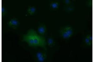 Immunofluorescence (IF) image for anti-Aldehyde Dehydrogenase 1 Family, Member L1 (ALDH1L1) antibody (ABIN1496581) (ALDH1L1 anticorps)