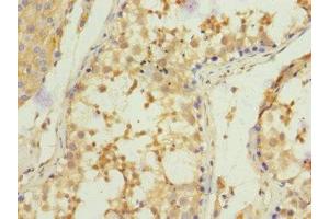 Immunohistochemistry of paraffin-embedded human testis tissue using ABIN7148605 at dilution of 1:100 (CORO1C anticorps  (AA 375-474))