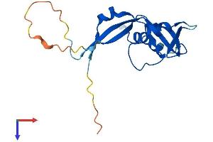 AlphaFold protein structure predicition of Human Recombinant RNASEH2C Protein, UniprotID Q8TDP1