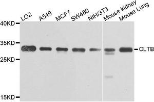Western blot analysis of extracts of various cells, using CLTB antibody. (CLTB anticorps)