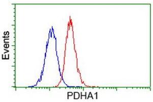 Image no. 2 for anti-Pyruvate Dehydrogenase (Lipoamide) alpha 1 (PDHA1) antibody (ABIN1500104) (PDHA1 anticorps)
