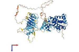 AlphaFold protein structure predicition of Human Recombinant LIMK1 Protein, UniprotID P53667