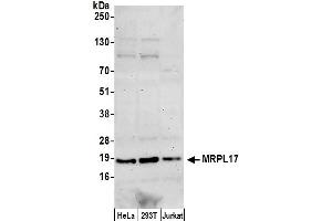 Western Blotting (WB) image for anti-Mitochondrial Ribosomal Protein L17 (MRPL17) (AA 25-75) antibody (ABIN7449236)