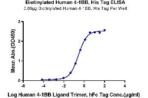 Immobilized Biotinylated Human 4-1BB at 0.