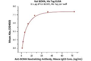 Immobilized Rat BCMA, His Tag (ABIN6992383) at 5 μg/mL (100 μL/well) can bind A Neutralizing Antibody, Mouse IgG1 (BCA-M43) with a linear range of 0.