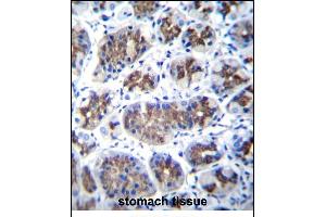 T Antibody (Center) (ABIN656855 and ABIN2846060) immunohistochemistry analysis in formalin fixed and paraffin embedded human stomach tissue followed by peroxidase conjugation of the secondary antibody and DAB staining. (Transmembrane Protein 18 (TMM18) (AA 63-90) anticorps)