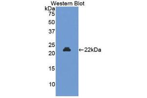 Western Blotting (WB) image for anti-Lipocalin 2 (LCN2) (AA 21-200) antibody (Biotin) (ABIN1174564)
