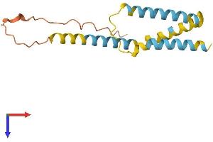 AlphaFold protein structure predicition of Mouse Recombinant Bik Protein, UniprotID O70337