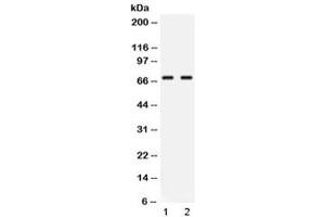 Western blot testing of human 1) Jurkat and 2) COLO320 lysate with NFIA antibody at 0. (NFIA anticorps  (AA 180-224))