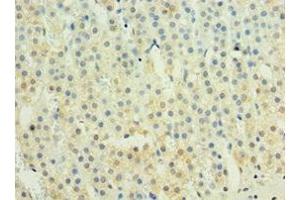 Immunohistochemistry of paraffin-embedded human adrenal gland tissue using ABIN7156607 at dilution of 1:100 (IL29 anticorps  (AA 20-200))