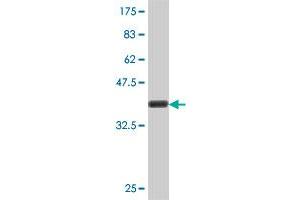 Western Blot detection against Immunogen (37 KDa) .