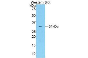 Western Blotting (WB) image for anti-Coagulation Factor V (F5) (AA 1776-2028) antibody (ABIN1858759) (Coagulation Factor V anticorps  (AA 1776-2028))