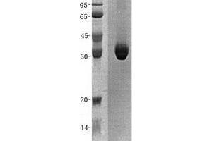 Validation with Western Blot