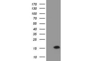 Western Blotting (WB) image for anti-Chromosome 20 Open Reading Frame 30 (C20orf30) antibody (ABIN1498765) (C20orf30 anticorps)