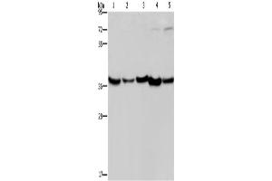 Western Blotting (WB) image for anti-DnaJ (Hsp40) Homolog, Subfamily B, Member 4 (DNAJB4) antibody (ABIN2423323) (DNAJB4 anticorps)
