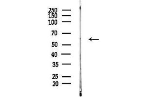 Western blot analysis of lysates from Mouse liver, using EGR1 Antibody at 1/1000 dilution.