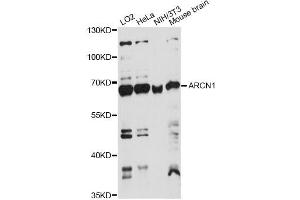 Western blot analysis of extracts of various cell lines, using ARCN1 antibody. (ARCN1 anticorps)