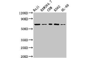 Western Blot Positive WB detected in: Raji whole cell lysate, RAW264. (ZAP7 (AA 253-325) anticorps)