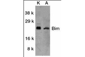 Western Blotting (WB) image for anti-BCL2-Like 11 (Apoptosis Facilitator) (BCL2L11) (Middle Region) antibody (ABIN1030889) (BIM anticorps  (Middle Region))