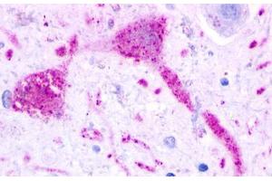 Image no. 1 for anti-G Protein-Coupled Receptor 68 (GPR68) (Extracellular Domain) antibody (ABIN1048862)