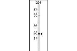 KLK5 Antibody  (ABIN390305 and ABIN2840740) western blot analysis in 293 cell line lysates (35 μg/lane). (Kallikrein 5 anticorps  (AA 144-174))